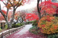 京王百草園(もぐさえん)で恒例の「紅葉(もみじ)まつり」を開催