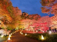 首都圏では珍しい規模の紅葉！約20種類・500本のカエデライトアップとアートイルミネーション『紅葉見ナイト（もみじみないと）』2020年11月14日（土）～29日（日）開催（国営武蔵丘陵森林公園）