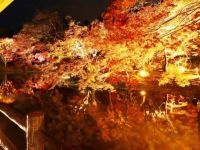 幻想的な光の世界を楽しむ!「世界の紅葉ライトアップ」