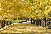 2020年11月29日（日）まで「黄葉紅葉まつり」、「秋の夜散歩2020」を開催中（国営昭和記念公園）
