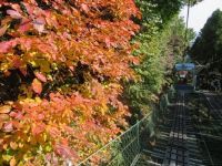 高尾山・御岳山・京王百草園(もぐさえん)の紅葉(こうよう)が見ごろを迎えます！