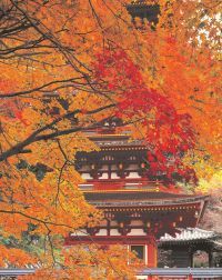 長谷寺の紅葉 紅葉情報