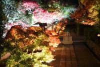 【川西市】「満願寺の宵の紅葉」境内が優しく照らし出される