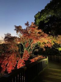 【福岡県直方市】福智山ろく花公園紅葉ライトアップ