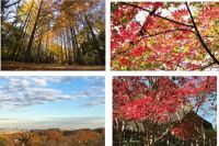 都心から30分とアクセス良好な紅葉の穴場スポット！　11月中旬〜12月上旬まで楽しめる　自然豊かな「生田緑地」の紅葉をご紹介