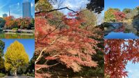 国際自動車(kmタクシー)、東京の紅葉を楽しむ 「東京の紅葉庭園ツアー」の予約を開始