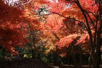 秋の伊東で紅葉を楽しもう　 一碧湖＆丸山公園の紅葉が12月上旬見頃に