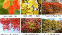 六甲高山植物園 市街地より一足早い秋の訪れ 紅葉見頃 10月中旬～11月中旬 ライトアップも開催！