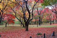 【神代植物公園】まもなく見頃を迎える紅葉の見どころをご紹介！