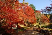 六甲高山植物園 一足早く「紅葉」が見頃！ 夜間イベント「ひかりの森～夜の芸術散歩～」も開催中
