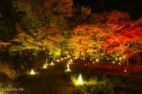 【国営武蔵丘陵森林公園】紅葉とイルミネーションの競演！夜間イベント「紅葉見ナイト（もみじみないと）」