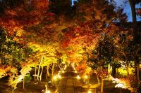 嵯峨嵐山の隠れた紅葉の名所 鹿王院「舎利殿」修復工事が完了。夜間特別拝観２０２３も開催。