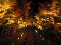 【叡山電車】「もみじのトンネル」を少人数で鑑賞「紅葉ライトアップ特別列車」を運行します