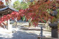 大阪 高槻市の古刹「神峯山寺」が秋色に染まる