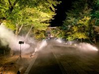 自然現象の雲海を霧化技術で再現！仁和寺の秋季紅葉ライトアップ