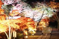 【兵庫県川西市2023】月明かりに照らされた満願寺で紅葉を愛でる