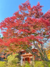11月下旬、千葉 清水公園で紅葉の見ごろが近づく