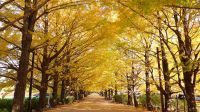 【国営昭和記念公園】まだまだ公園で秋を感じよう！紅葉情報