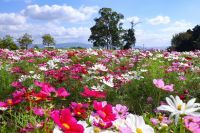 やまと花ごよみ2024「秋は馬見でお花とマルシェ」開催！