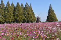 【千葉・あけぼの山農業公園】花旅コーディネーター舩山純さんとめぐる花散歩