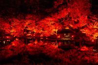 八芳園の庭園を赤に染めるライトアップイベント『TOKYO RED GARDEN 2024』開催〈11/23(土・祝)〜12/15(日)〉