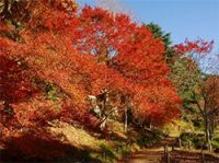 ROKKO森の音ミュージアム、六甲高山植物園 六甲山の紅葉が見頃です 見頃のピークは10月下旬～11月上旬