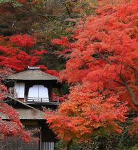 横浜・三溪園　紅葉の遊歩道開放とライトアップを開催