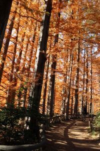 神代植物公園「紅葉ウィーク」2024年11月16日（土）～12月15日（日）開催！