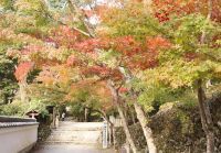 高槻市の名所「神峯山寺」で紅葉の便り