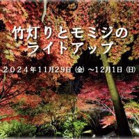 ～竹灯籠が道中を照らす～「大阪府立花の文化園」植物園のモミジをライトアップ