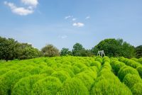 【国営昭和記念公園】緑のコキアが見頃！盛夏のふわふわグリーンを楽しもう