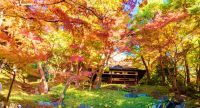 10月2日～・200本のもみじが彩る「 殿ヶ谷戸庭園　秋の催し」