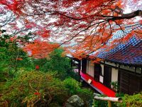 通常非公開・京都「霊鑑寺」秋の特別拝観11月21日(金)より開催