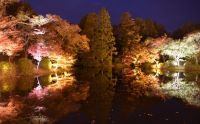千年の森エリアを拡張し「紅葉ライトアップ」が開催決定！～日本最古・24万㎡を誇る京都府立植物園を舞台に秋の京都を彩る～