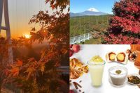 絶景スポット 三島スカイウォークで“空に浮かぶ紅葉”「空紅葉（そらもみじ）」が見頃に
