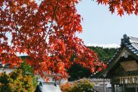 温泉や宿泊体験と紅葉観光の滞在型旅行が人気。アゴダ 10〜11月「紅葉旅行」に関する検索動向を発表