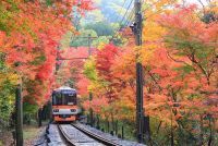 叡山電車「もみじのトンネル」2025年11月7日（金）～12月12日（金）に「秋ダイヤ」実施！11月14日からは「紅葉ライトアップ特別列車」も運行