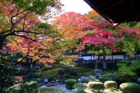 京都・東山の御寺 泉涌寺 秋の早朝特別拝観を開催