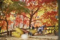 神戸の紅葉の名所「布引の紅葉」間もなく見ごろに。秋色に彩るガーデンと紅葉が調和した情景や、ロープウェイの車窓から眺める壮大な景色を楽しめます