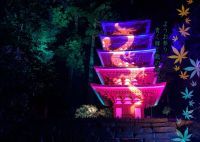 国宝五重塔に青龍が降臨！奈良・室生寺の紅葉ライトアップが見頃