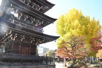 【飛騨高山・岐阜県高山市】樹齢推定1200年の大イチョウが黄金色に輝く。飛騨国分寺の黄葉が見ごろ