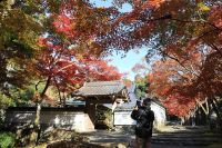 高槻市の古刹「神峯山寺」で紅葉が見頃