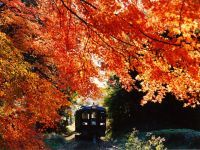 【栃木・群馬】トロッコ列車で渓谷の紅葉に手が届く距離まで。わたらせ渓谷鐵道で足尾の秋をめぐる