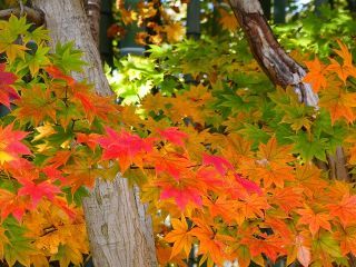 緑から赤へのグラデーションをお楽しみいただけます（2020年11月8日撮影）