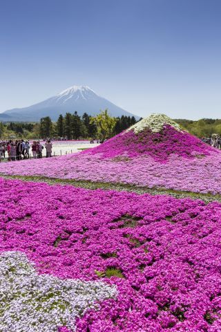 富士本栖湖リゾート・虹の花まつり