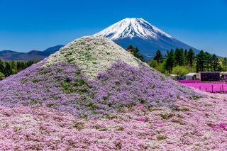 「ミニ芝桜富士」を彩ろう