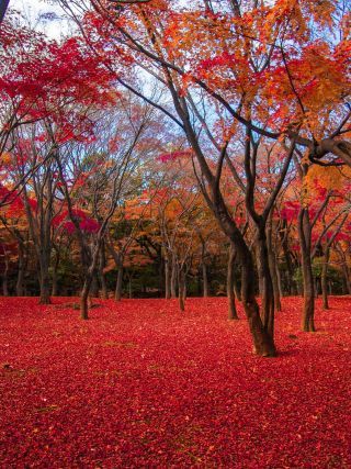 第2回 東京大回廊写真コンテスト入賞作品　「赤い絨毯」 神永知行