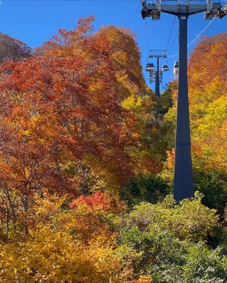 紅葉の絶景を楽しんで ゴンドラ運行延長決定 11月6日 日 白馬五竜高山植物園 紅葉情報22