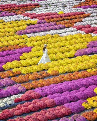 ポンポンとまるい花形がかわいらしいガーデンマムの絶景は必見です