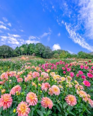 お気に入りのダリアを花束にしてお土産に